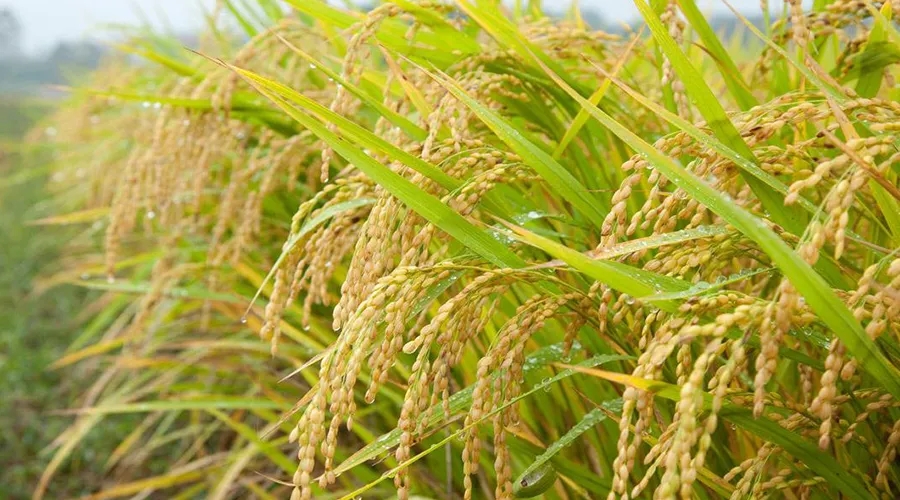 大国粮仓,稳产优供根基牢(年中经济观察)